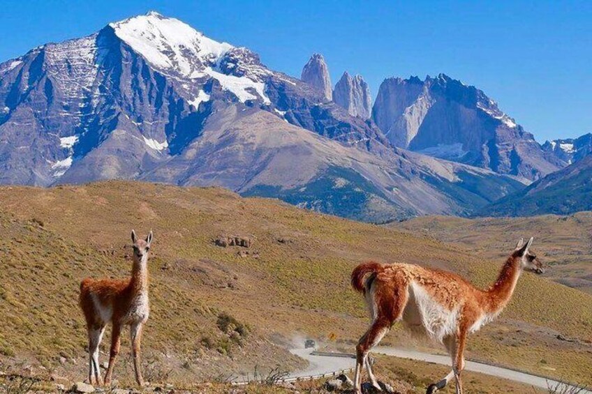 Full Day Torres del Paine Tour