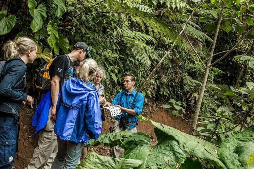 Monteverde Combo: Cable Car, Zipline, Hanging Bridges