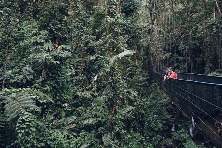 Monteverde Combo: Cable Car, Zipline, Hanging Bridges