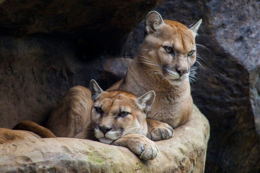 Cougars