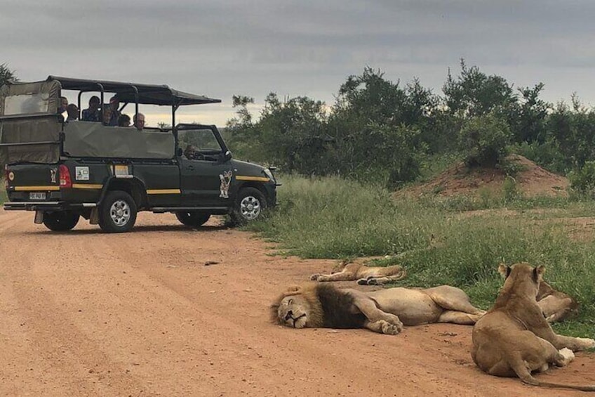 Full Day Kruger National Park Game Drive