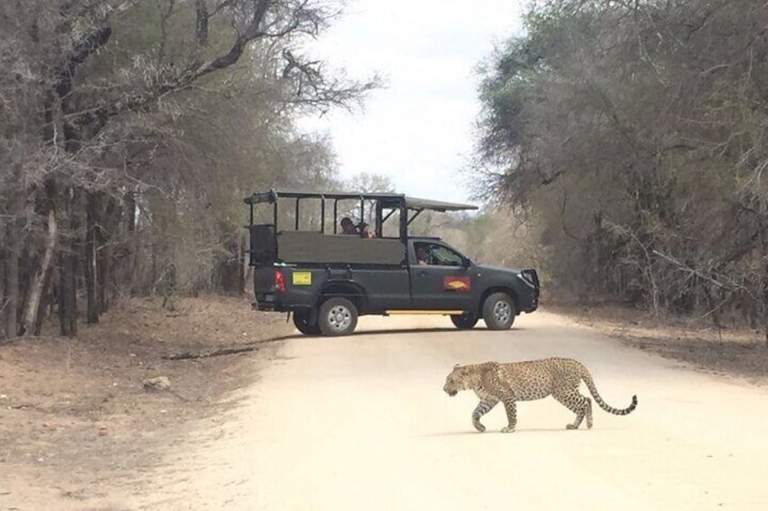 Full Day Kruger National Park Game Drive