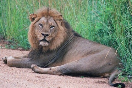 Kruger National Park Morning Game Drive