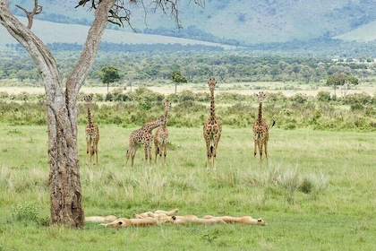3 Days Maasai Mara Safari in Kenya
