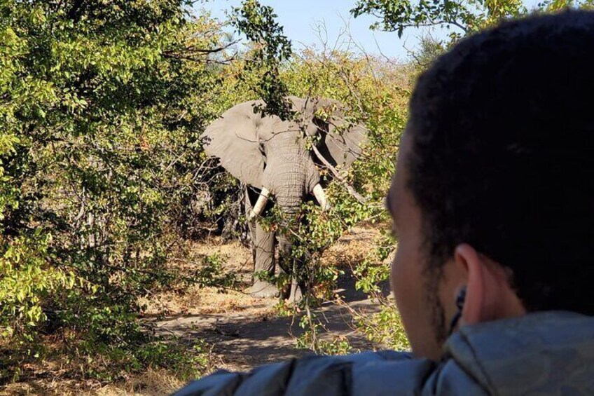 Kruger National Park Half-Day Game Drive