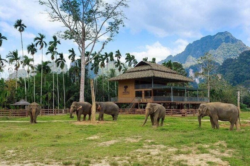Khao Sok National Park Jungle Safari Full Day Tour from Phuket