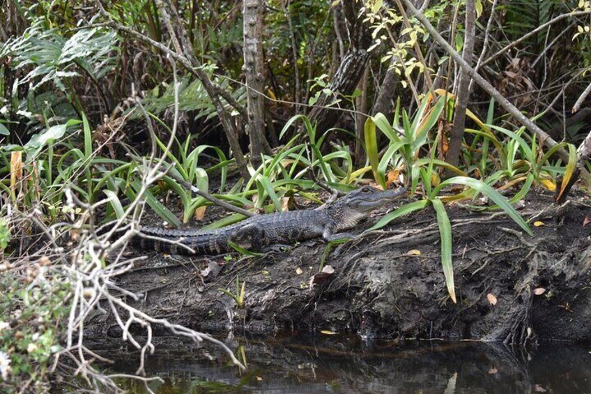 Paddling the Amazing Turkey Creek Sanctuary