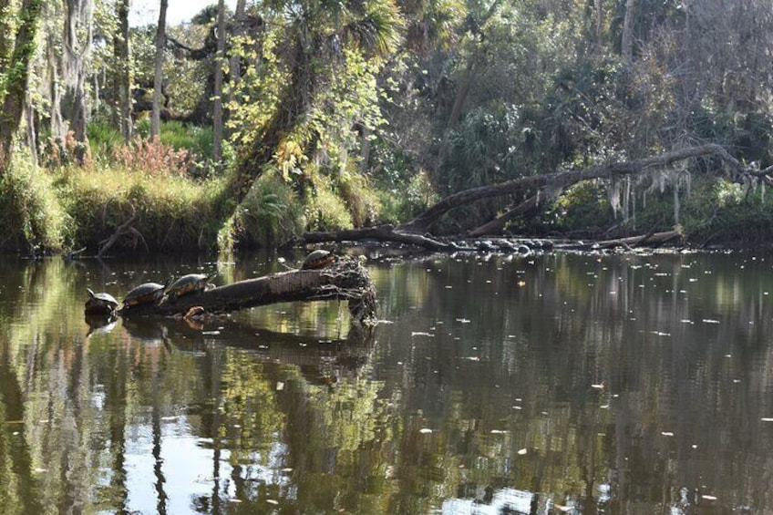 Paddling the Amazing Turkey Creek Sanctuary