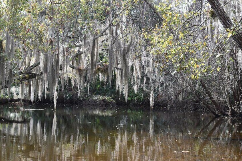 Paddling the Amazing Turkey Creek Sanctuary