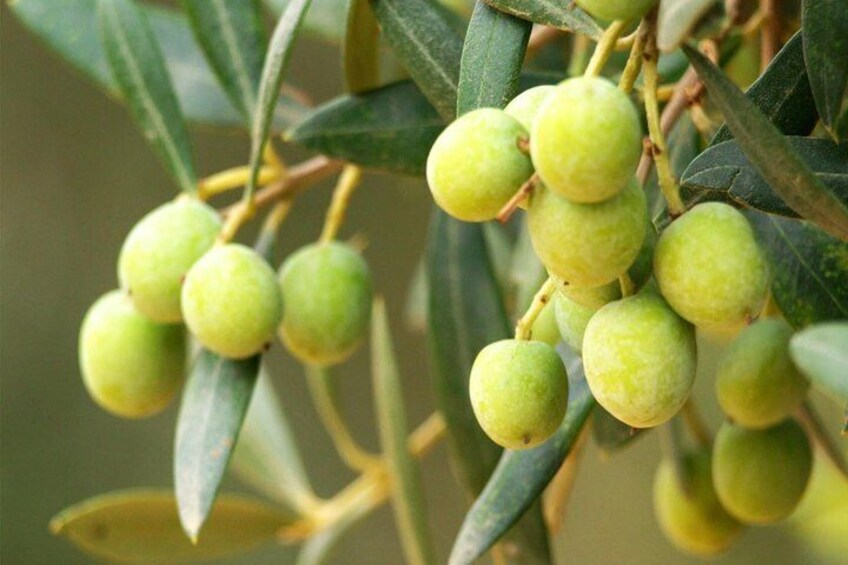 The olive in the trees of the farm