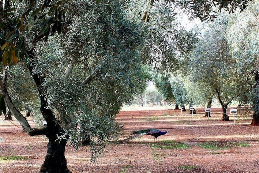 Oleotourism and olive oil tasting in Seville - Private tour