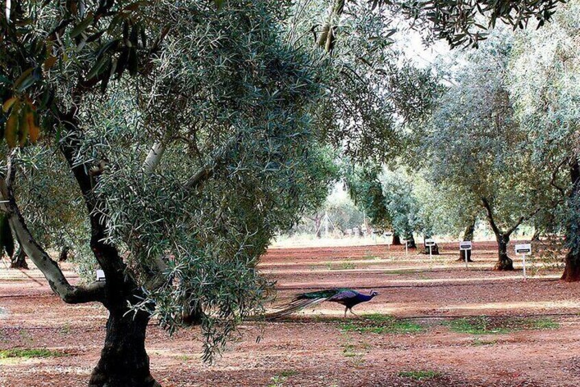 Oleotourism and olive oil tasting in Seville - Private tour