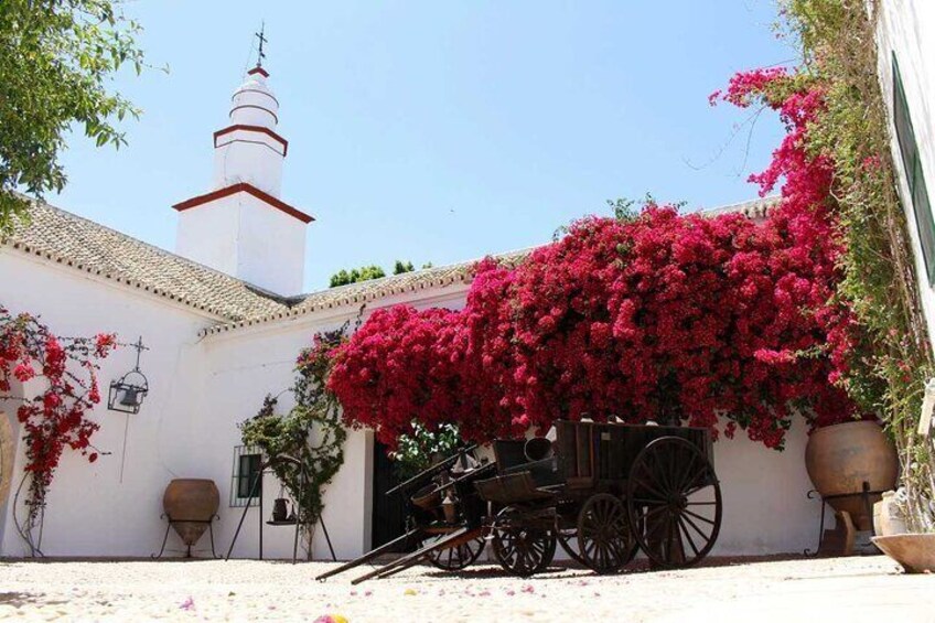 Oleotourism and olive oil tasting in Seville - Private tour