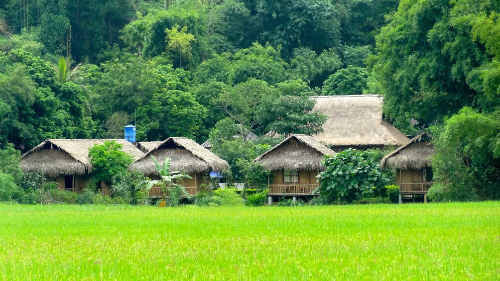 Huts nestled in the trees with a field in the foreground in Mai Chau Valley