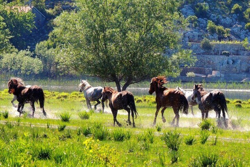 Close to Zabljak Crnojevica are wild horses