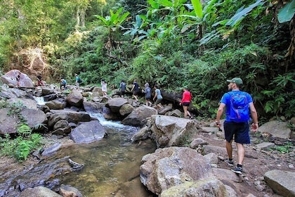 Trek to a Jungle Waterfall