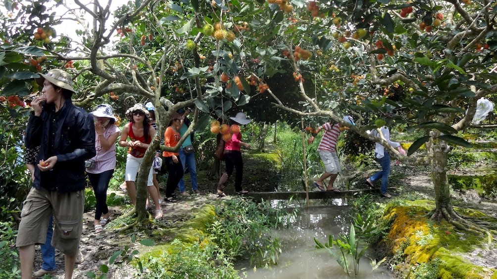 正在顯示第 2 張相片,共 9 張。 Tour group in an orchard in Mekong