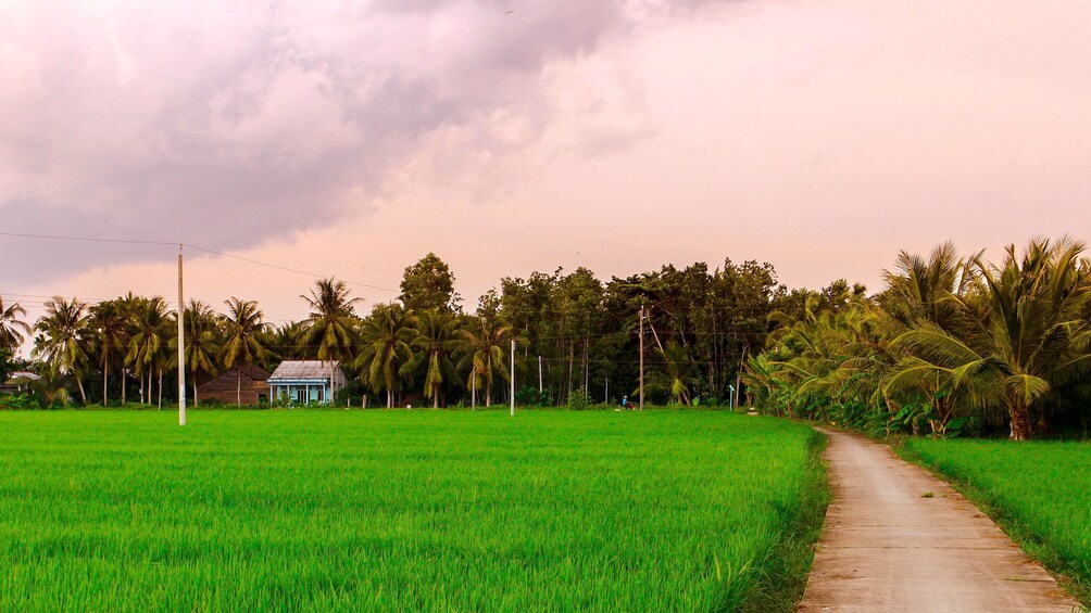 Green rice field in Mekong