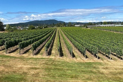 Private Small Group Local Wine, Cider Tasting, Central Saanich