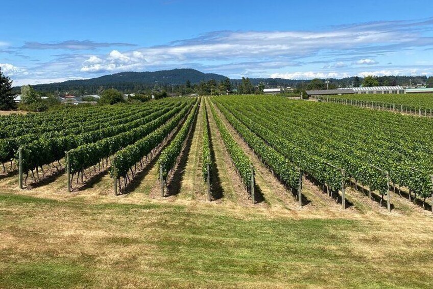 Church and State Vineyards 