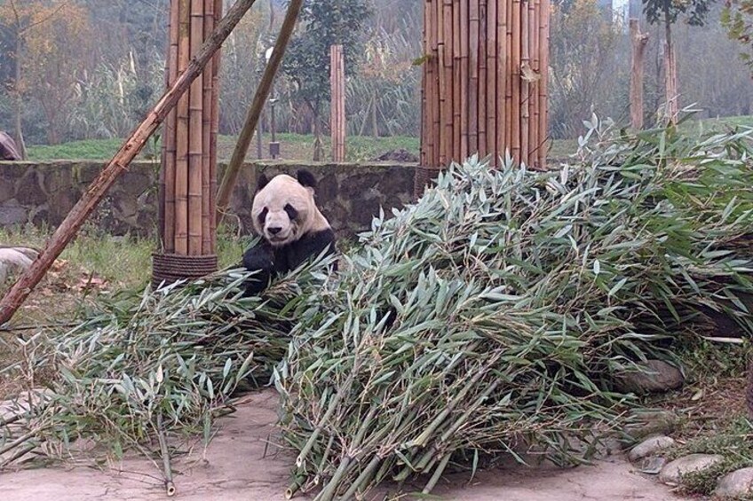 Dujiangyan Panda Base and Mt.Qingcheng one day tour 