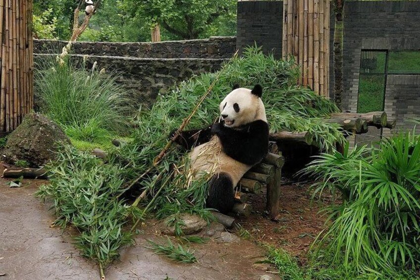 Dujiangyan Panda Base and Mt.Qingcheng one day tour