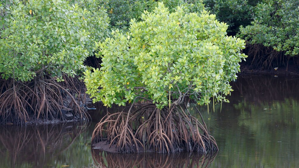 Can Gio Mangrove Forest near Ho Chi Minh City