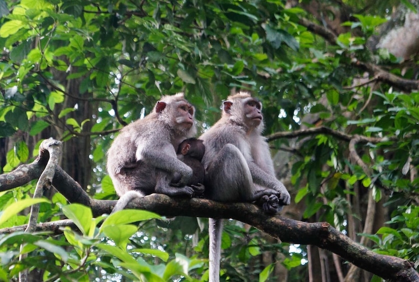 Discover Can Gio Mangrove Forest