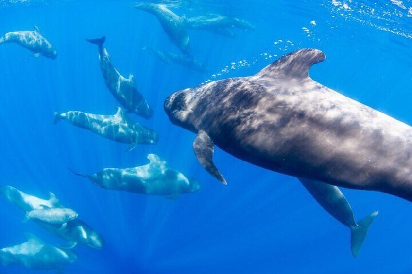 Dolphin and Whale Watching in La Restinga