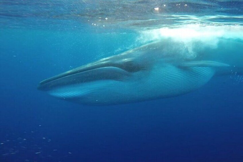 Dolphin and Whale Watching in La Restinga