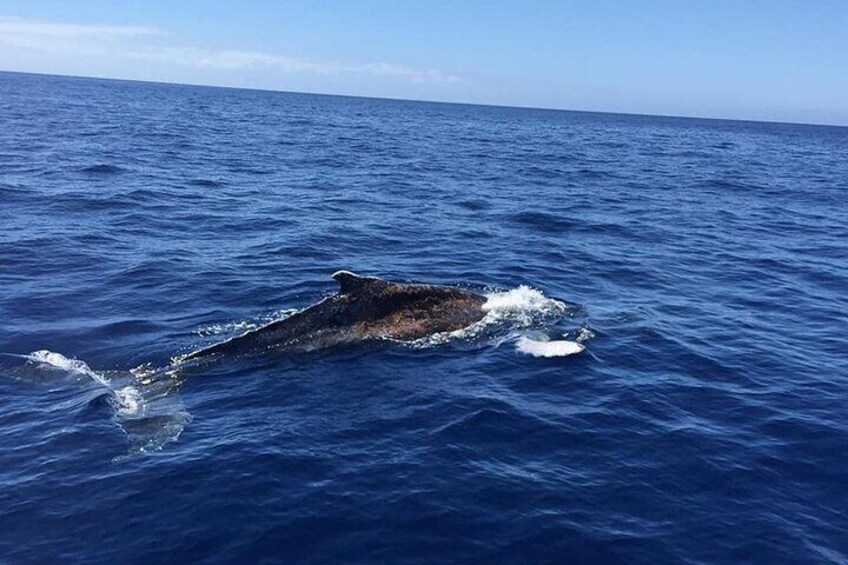 Dolphin and Whale Watching in La Restinga