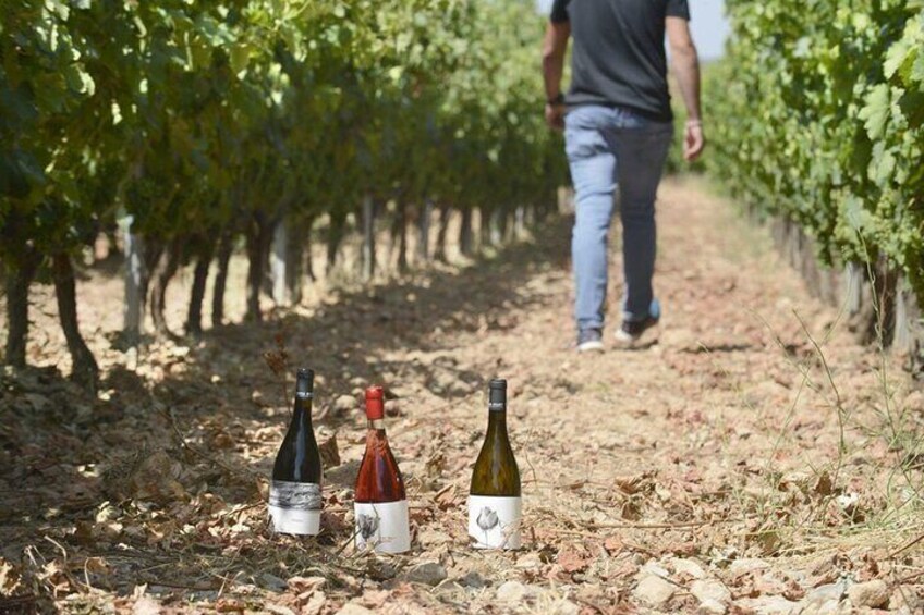 Ecological Vineyard Tour with Wine Tasting