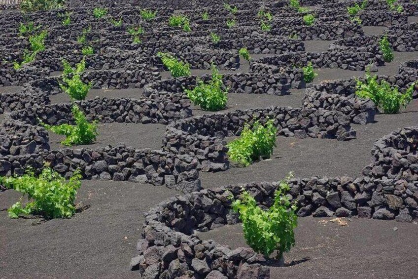 Tour Lanzarote South with Winery Visit