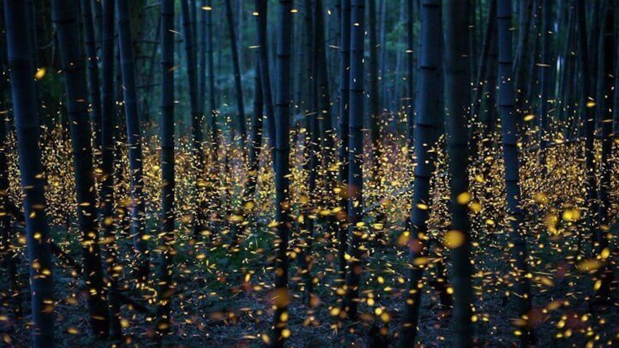Beholding the enchanting dance of fireflies