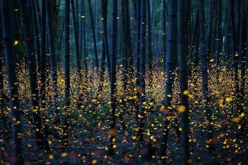 Beholding the enchanting dance of fireflies