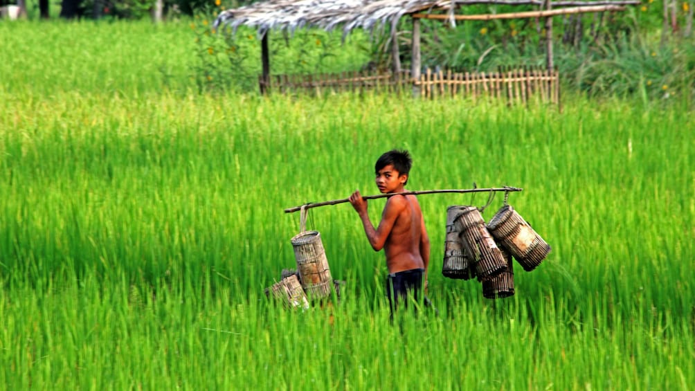 Young boy carrying baskets through a rice field in Siem Reap