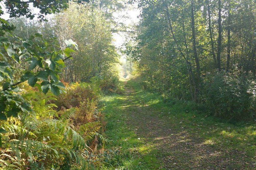 Stodtenhagen Natural Forest - "The Forest of Tomorrow"