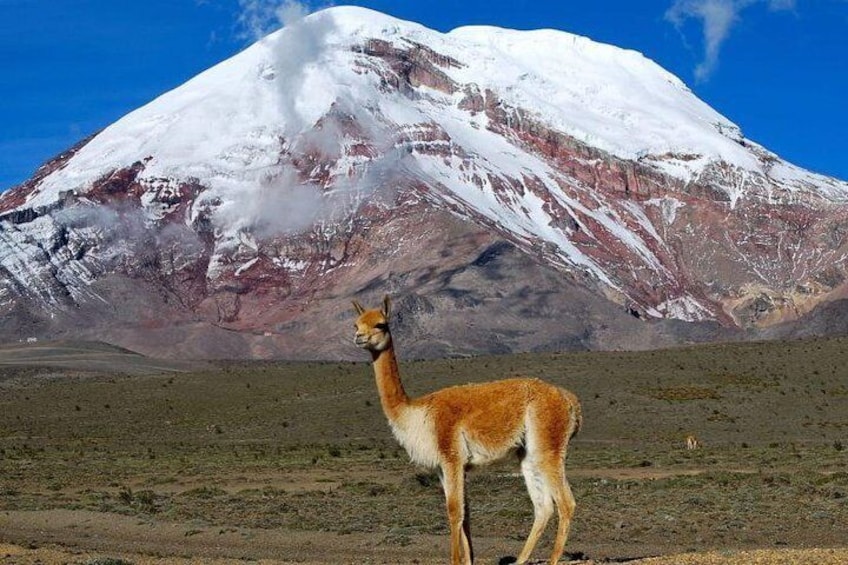 Chimborazo Tour from Quito: Hiking and Ascent to Condor Cocha all included