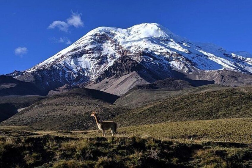 Chimborazo Tour from Quito: Hiking and Downhill Biking all included