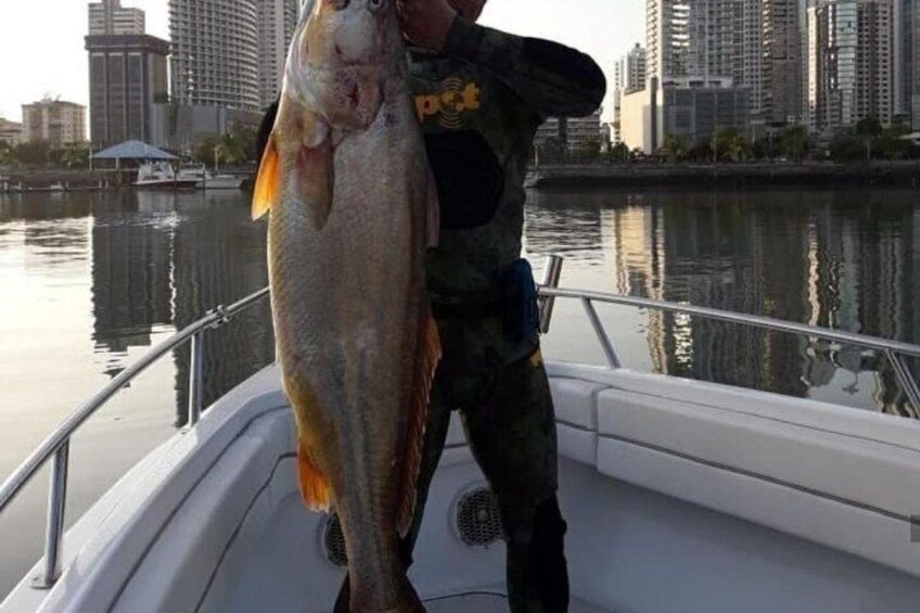 6-Hour High Sea Fishing in Gulf of Panama