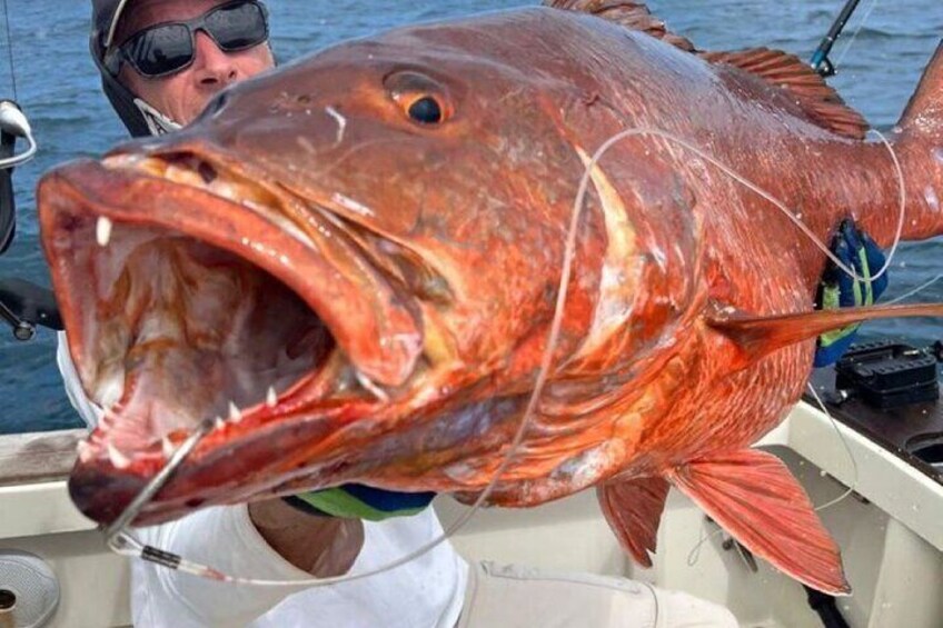 Red Snapper