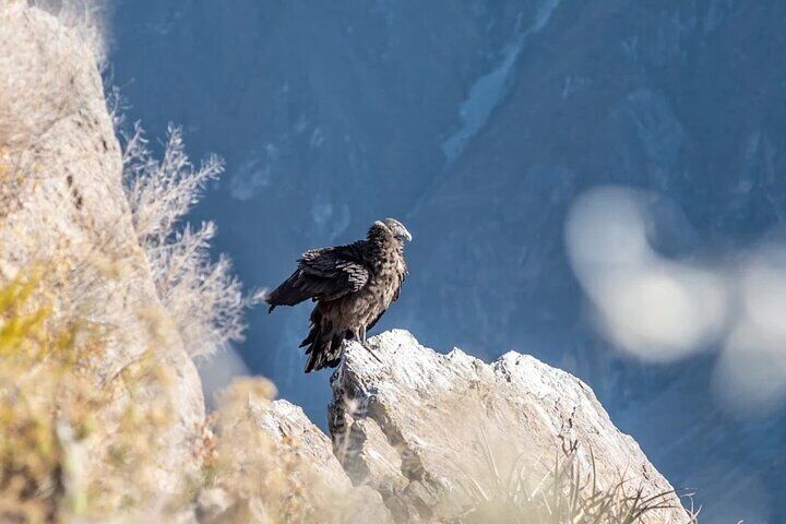 Day trip to the Colca Canyon from Arequipa