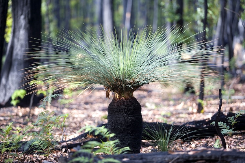 Small Group Grampians National Park & Kangaroo Trek