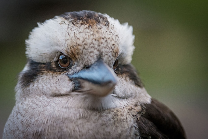 Small Group Grampians National Park & Kangaroo Trek