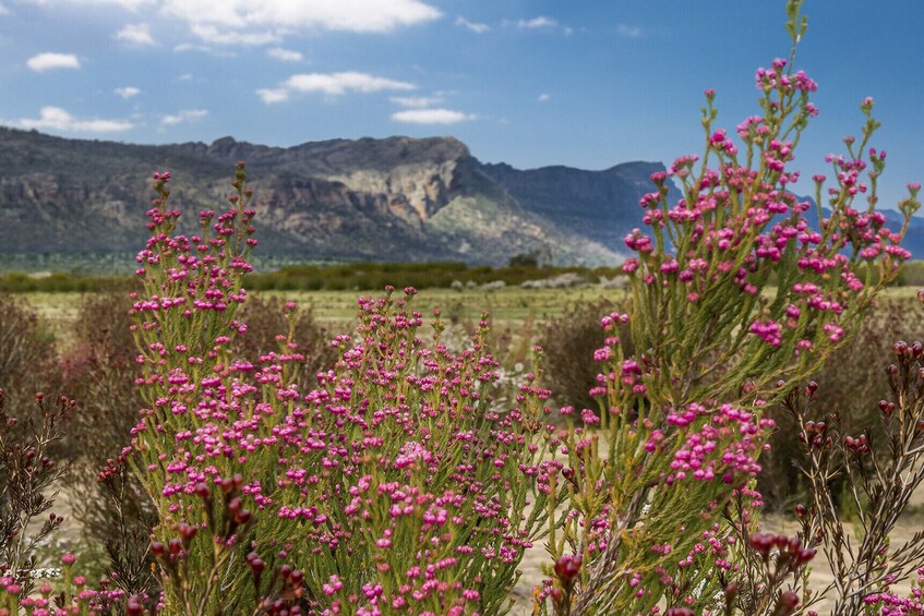 Small Group Grampians National Park & Kangaroo Trek