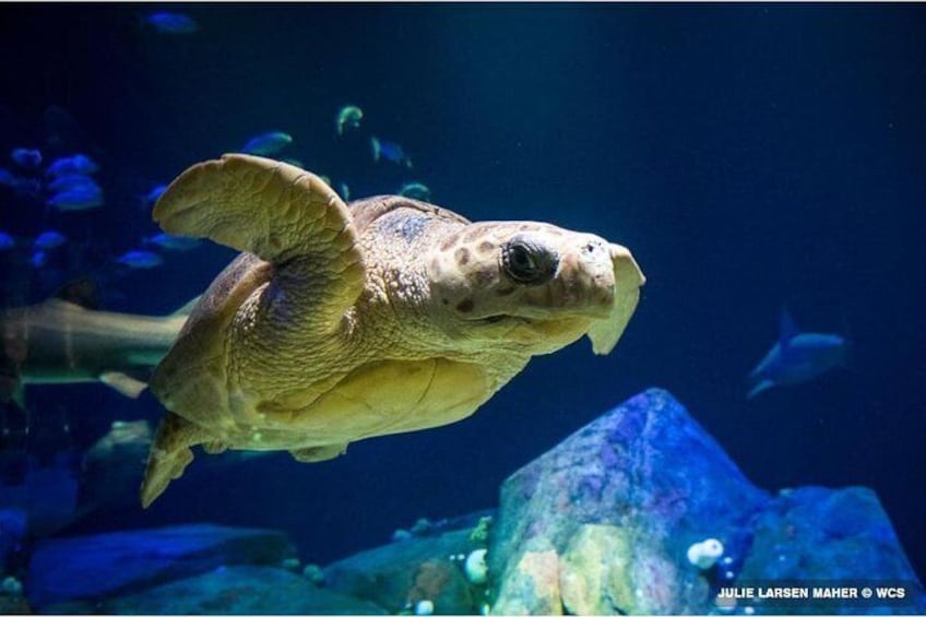 New York Aquarium Admission Tickets