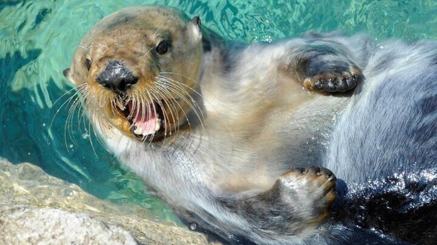 New York Aquarium Admission Ticket