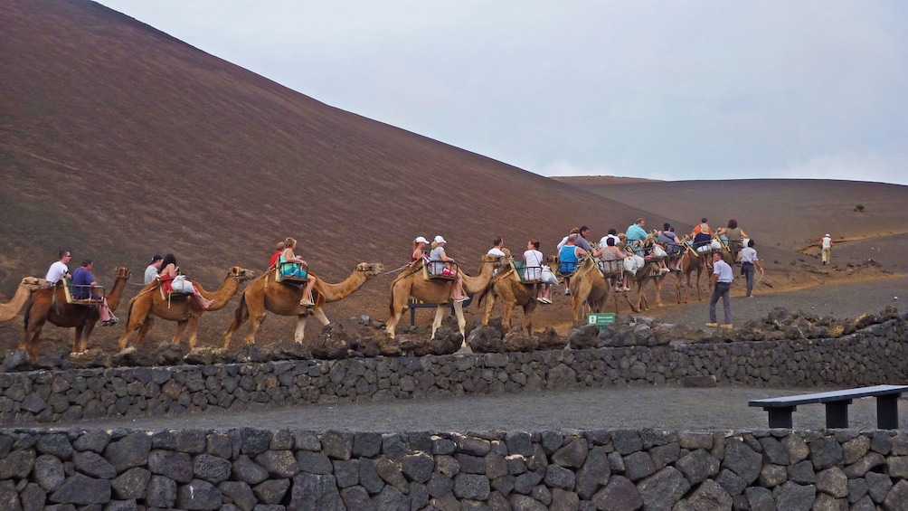 Group riding camels in Lanzarote