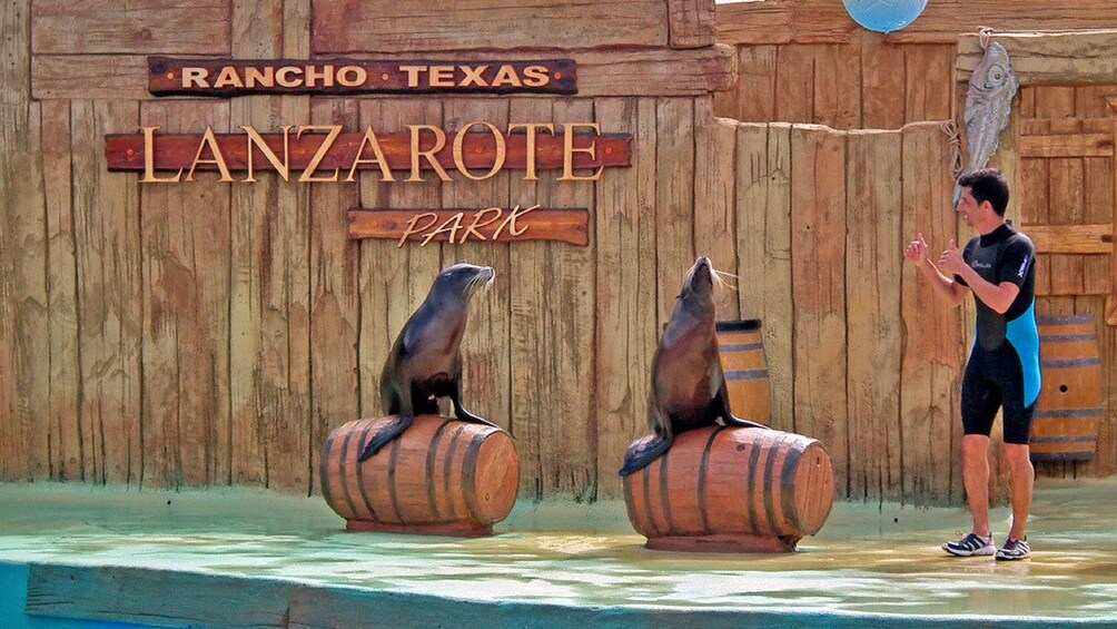 Sea lions performing tricks at the Rancho Texas Lanzarote