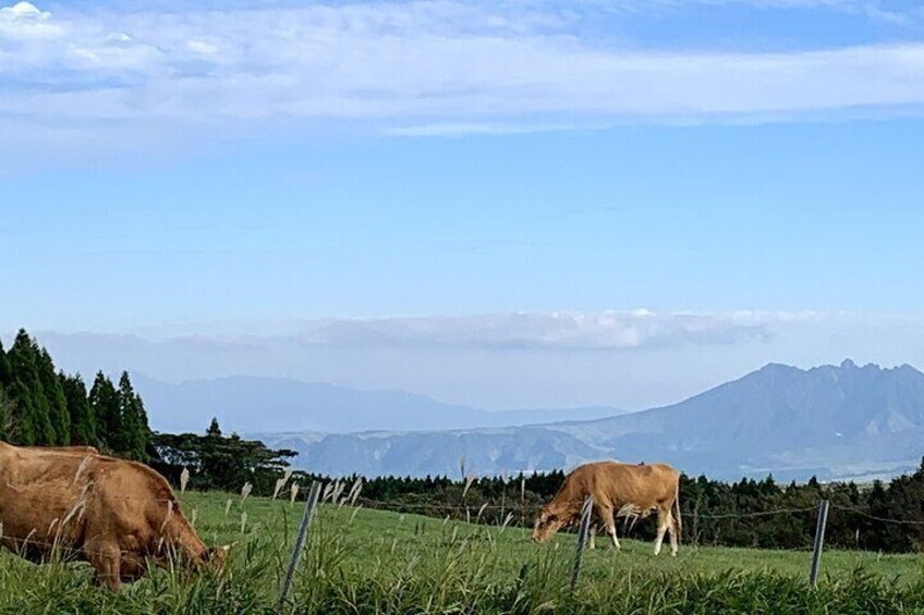 Akaushi cattle graze on the way up Mt. Aso.